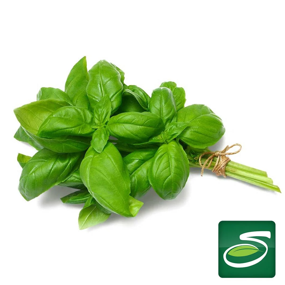 Basil Bunch