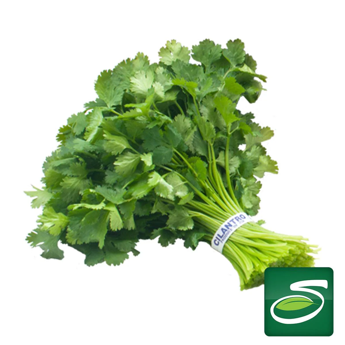 Cilantro Bunch